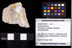 Foto (Objekt + Etiketten) von Goniodromites sp. 